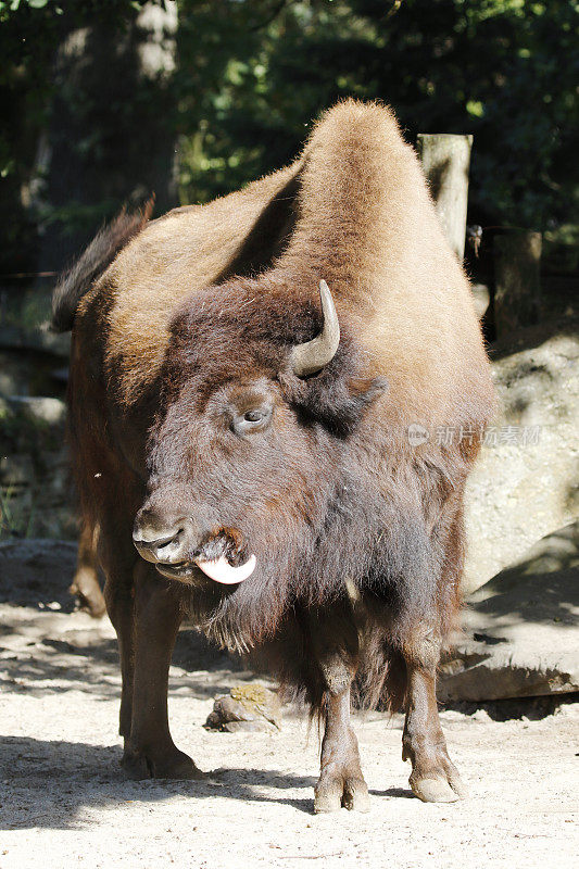 在动物园-森林野牛(bison bison athabascae)